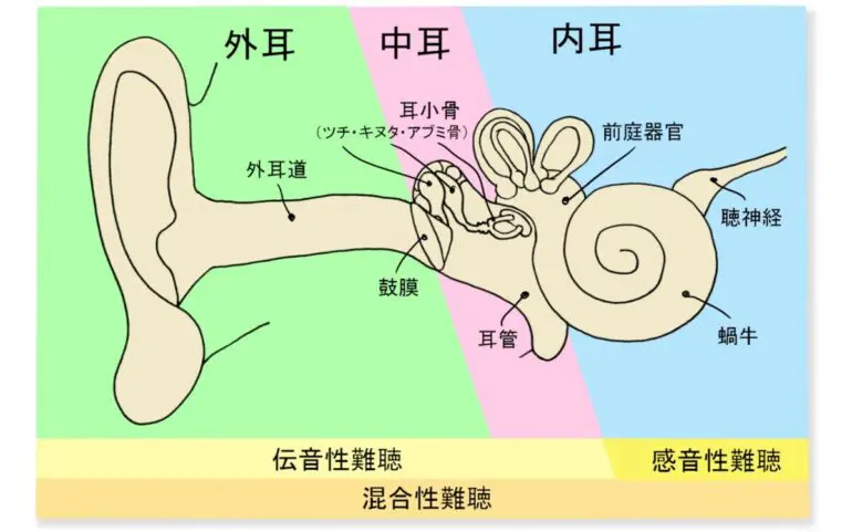 耳小骨 耳の中にある3mmの骨 - 補聴器専門店ミラックス｜茅ヶ崎店